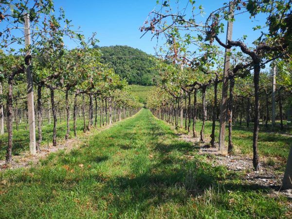 Vineyard in Valpolicella